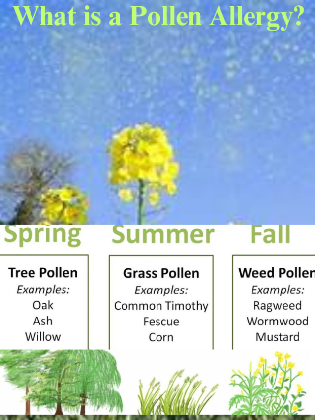 What is a Pollen Allergy?