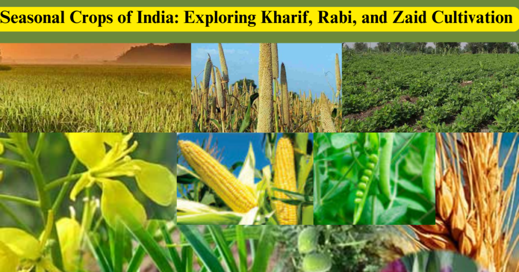 Seasonal Crops of India: Exploring Kharif, Rabi, and Zaid Cultivation