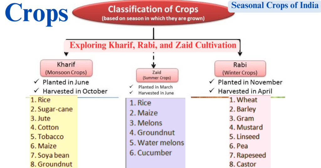 Seasonal Crops of India: Exploring Kharif, Rabi, and Zaid Cultivation