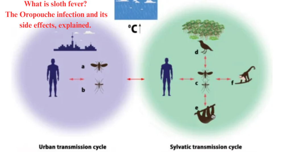 What is sloth fever? The Oropouche infection and its 10 side effects, explained.