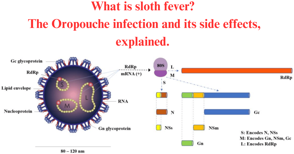 What is sloth fever? The Oropouche infection and its 10 side effects, explained.