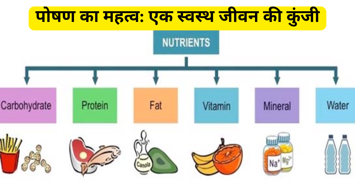 पोषण का महत्व: एक स्वस्थ जीवन की कुंजी