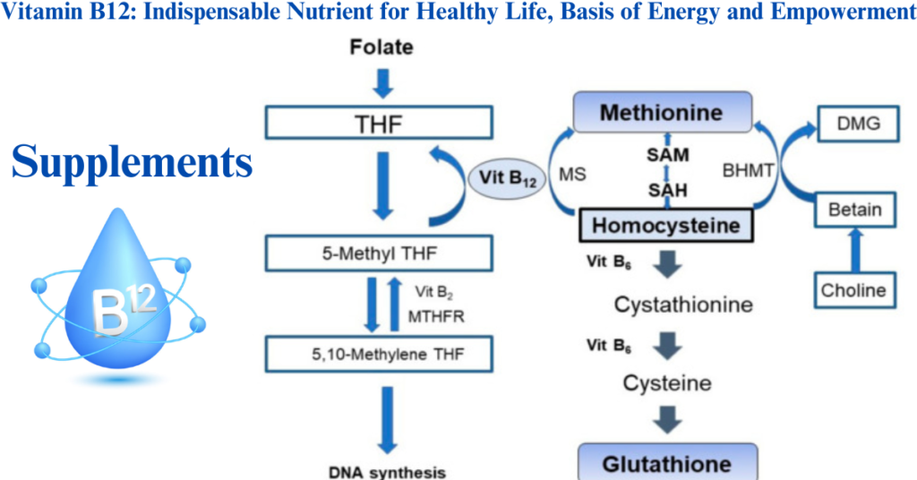 Vitamin B12: Indispensable Nutrient for Healthy Life, Basis of Energy and Empowerment