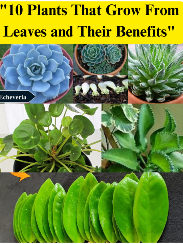 "10 Plants That Grow From Leaves and Their Benefits"