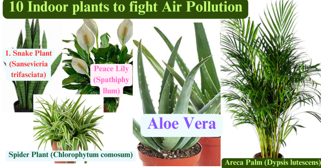 Air pollution, clean the air quality: 10 indoor plants that will make your home healthier