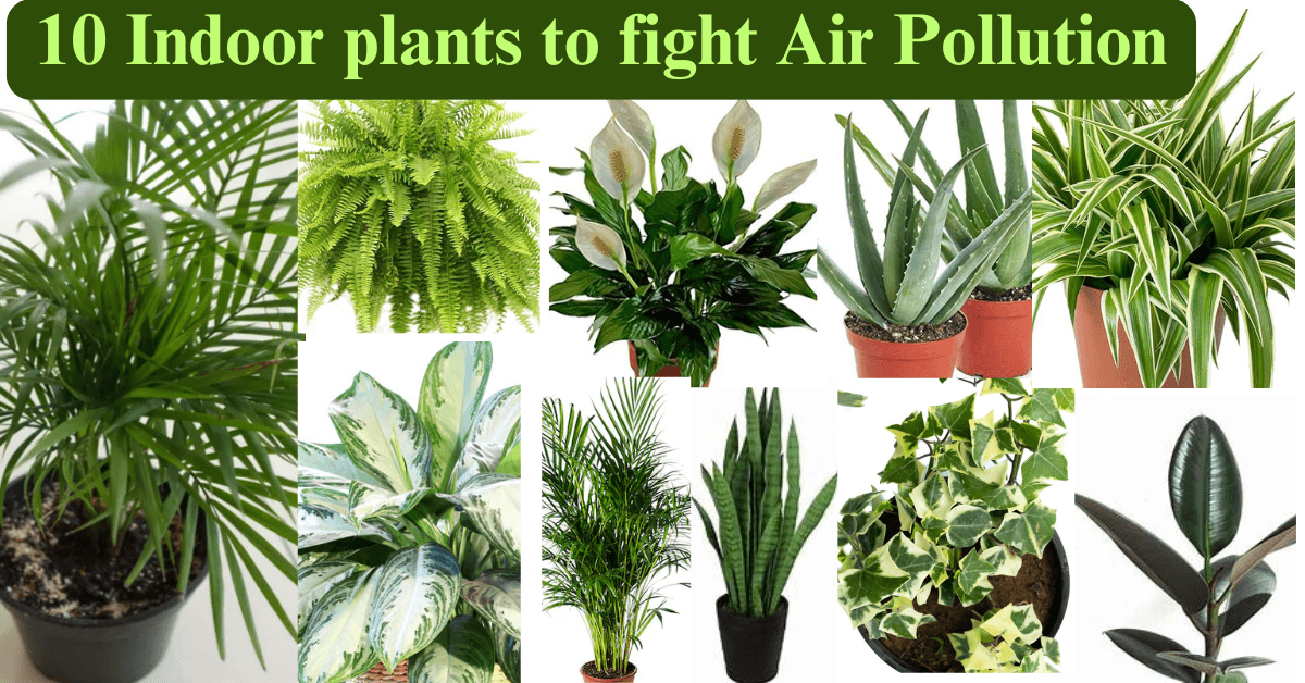 Air pollution, clean the air quality: 10 indoor plants that will make your home healthier