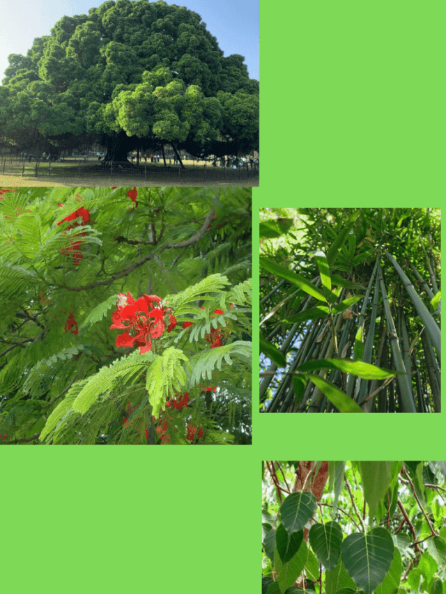 Miraculous Trees to Purify the Environment