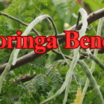 Moringa Benefits: The Complete Guide to Nature’s Most Powerful Superfood Moringa Benefits