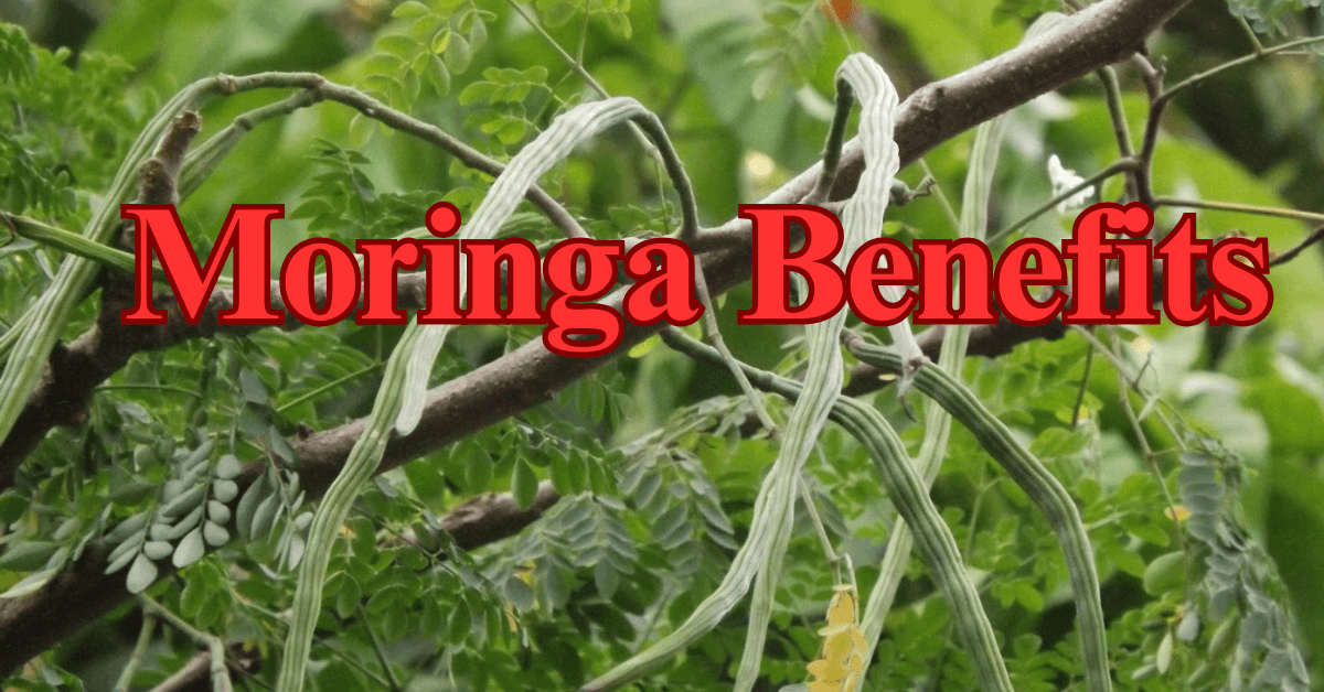 Moringa Benefits