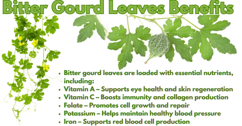 Bitter Gourd Leaves Benefits
