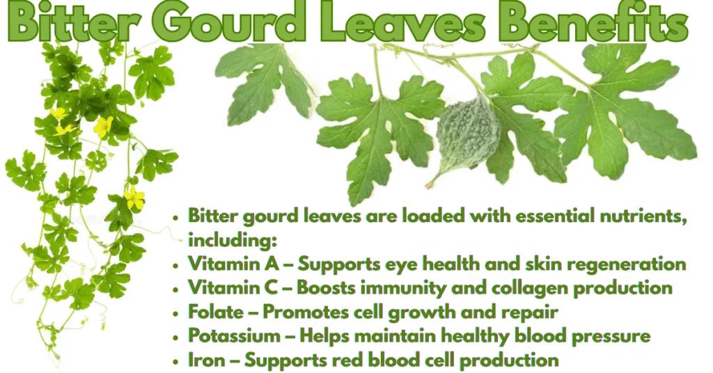 Bitter Gourd Leaves Benefits