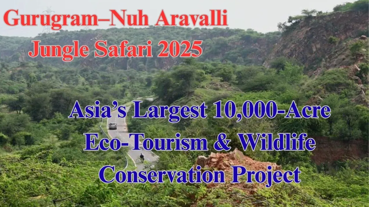 Jungle Safari 2025