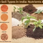 Top 8 Fertile Soil Types in India: Nutrients & Best Crops Soil Types in India