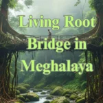Living Root Bridge in Meghalaya